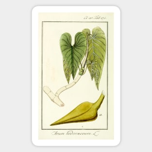 Mature Heartleaf Philodendron - Philodendron hederaceum - Botanical Illustration Sticker